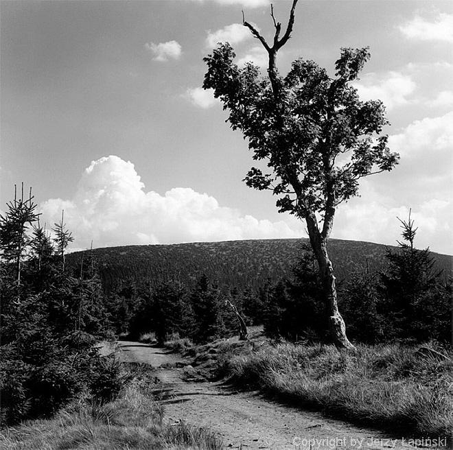 077392, Zmijowiec, Sudety, 2000/08/14