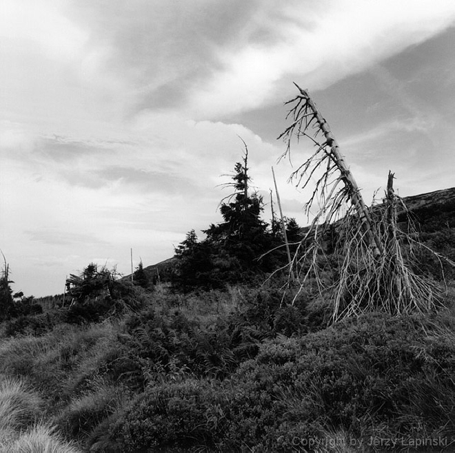 077440, Mokra Droga, Karkonosze, 2000/08/18